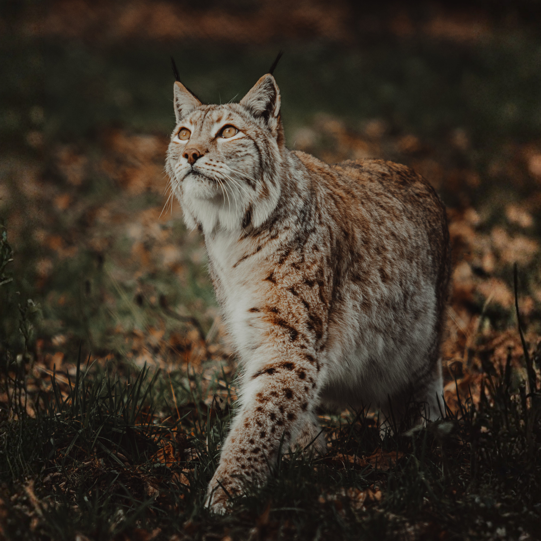 Finca Alia | Carbono